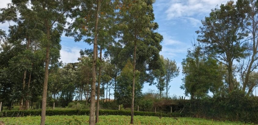 PRIME PLOTS FOR SALE – MAILISITA, NAKURU CITY